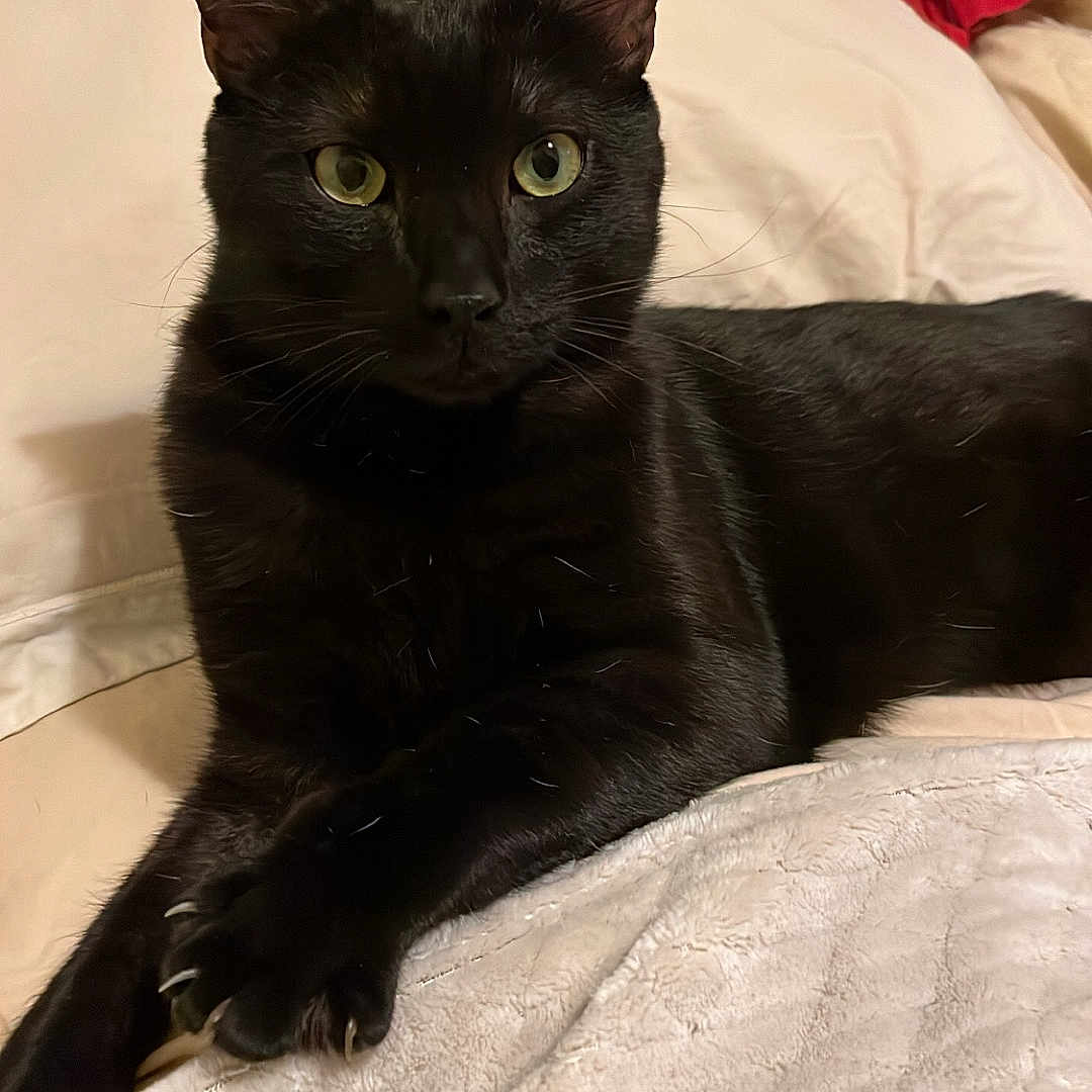 Bagheera