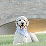 Archer is registered to the contest to win money with this photo: dog, curly_fur, white_dog, bandana, grass, outdoor, bridge, stone, tongue_out, pet, canine, lying_down, animal, daylight, nature, happy, cute, portrait, summer, fluffy