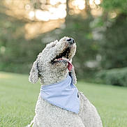 Archer joined the competition — help win amazing prizes! dog, curly_fur, bandana, outdoor, grass, happy, tongue_out, pet, canine, nature, sunlight, greenery, smiling, cute, animal, sitting, daytime, fur, portrait, playful