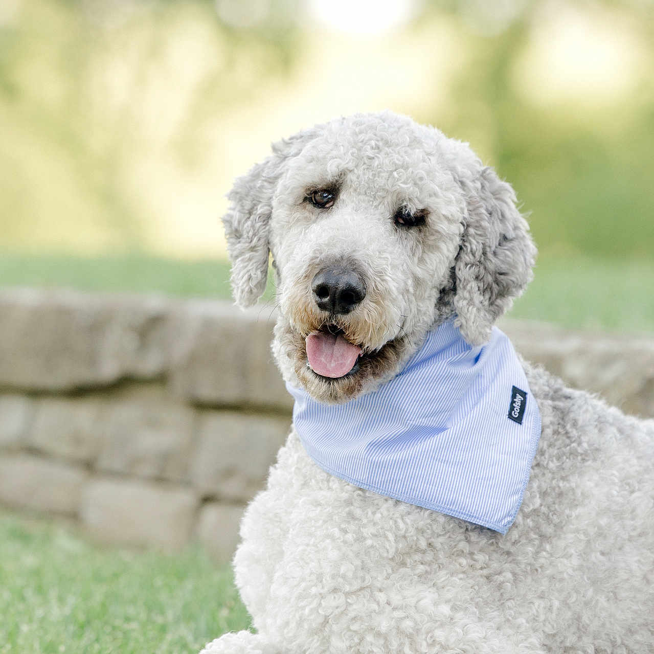Archer is registered to the contest to win money with this photo: animal, bandana, blue_bandana, canine, curly_fur, cute, dog, friendly, fur, grass, happy, nature, outdoor, pet, portrait, relaxed, sitting, stone_wall, tongue_out, white_dog