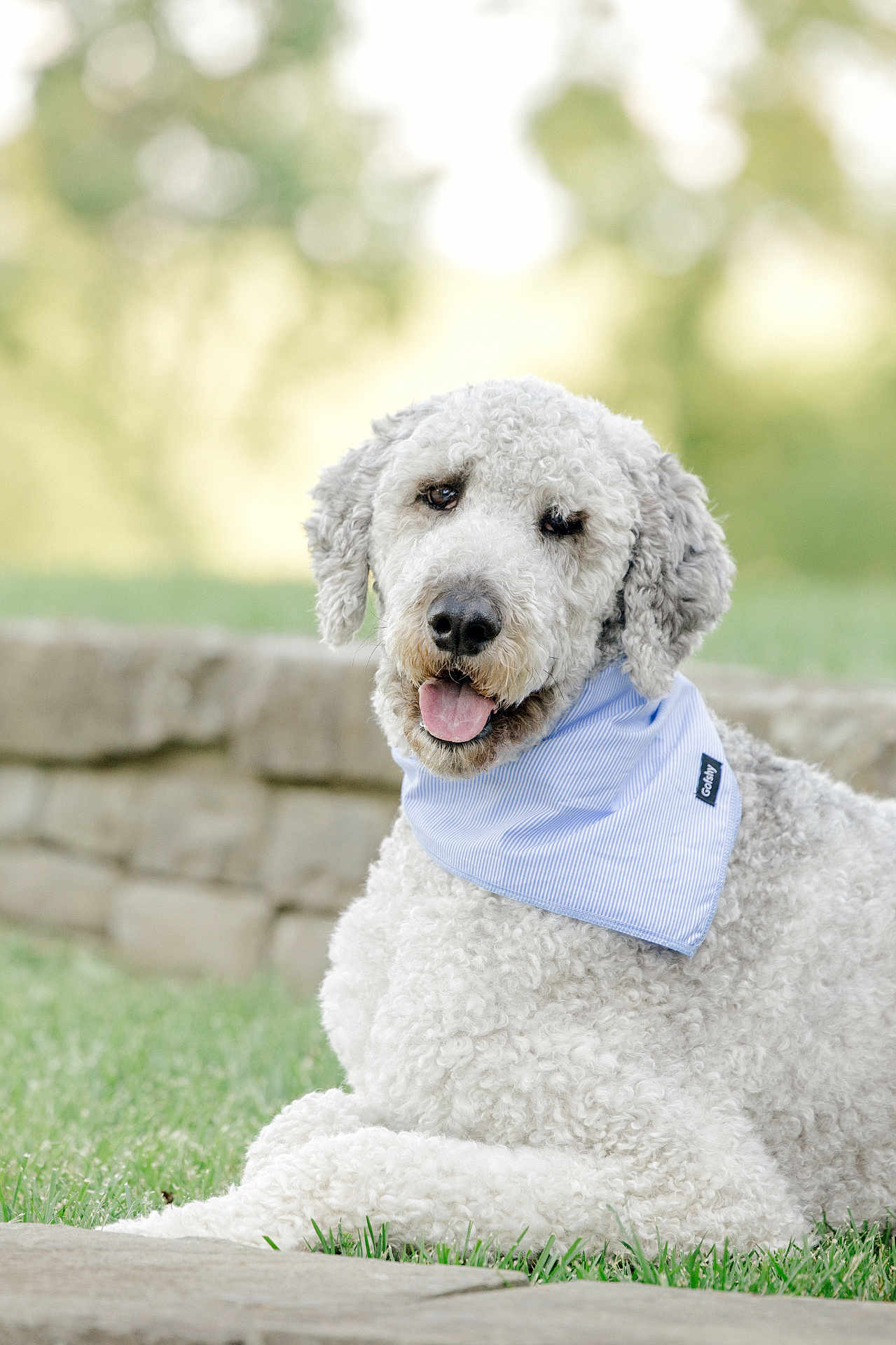 Archer is registered to the contest to win money with this photo: dog, curly_fur, white_dog, bandana, blue_bandana, grass, outdoor, pet, canine, animal, tongue_out, relaxed, cute, portrait, nature, stone_wall, fur, sitting, happy, friendly