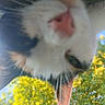 animal, background, blurred, cat, close_up, curious, daylight, ear, eye, face, fur, greenery, nature, nose, outdoor, pet, pink_nose, tree, whiskers