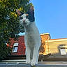 animal, brick_wall, building, calico_cat, cat, curious, daylight, ears, feline, ledg, nature, outdoor, pet, sky, standing, tail, tree, urban, whiskers, window
