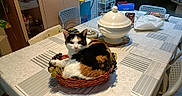Chipie participe au concours pour gagner de l'argent avec cette photo : animal, architecture, art, building, cat, chair, cookware, cup, desk, diningroom, diningtable, furniture, hardwood, indoors, porcelain, pot, pottery, room, table, wood
