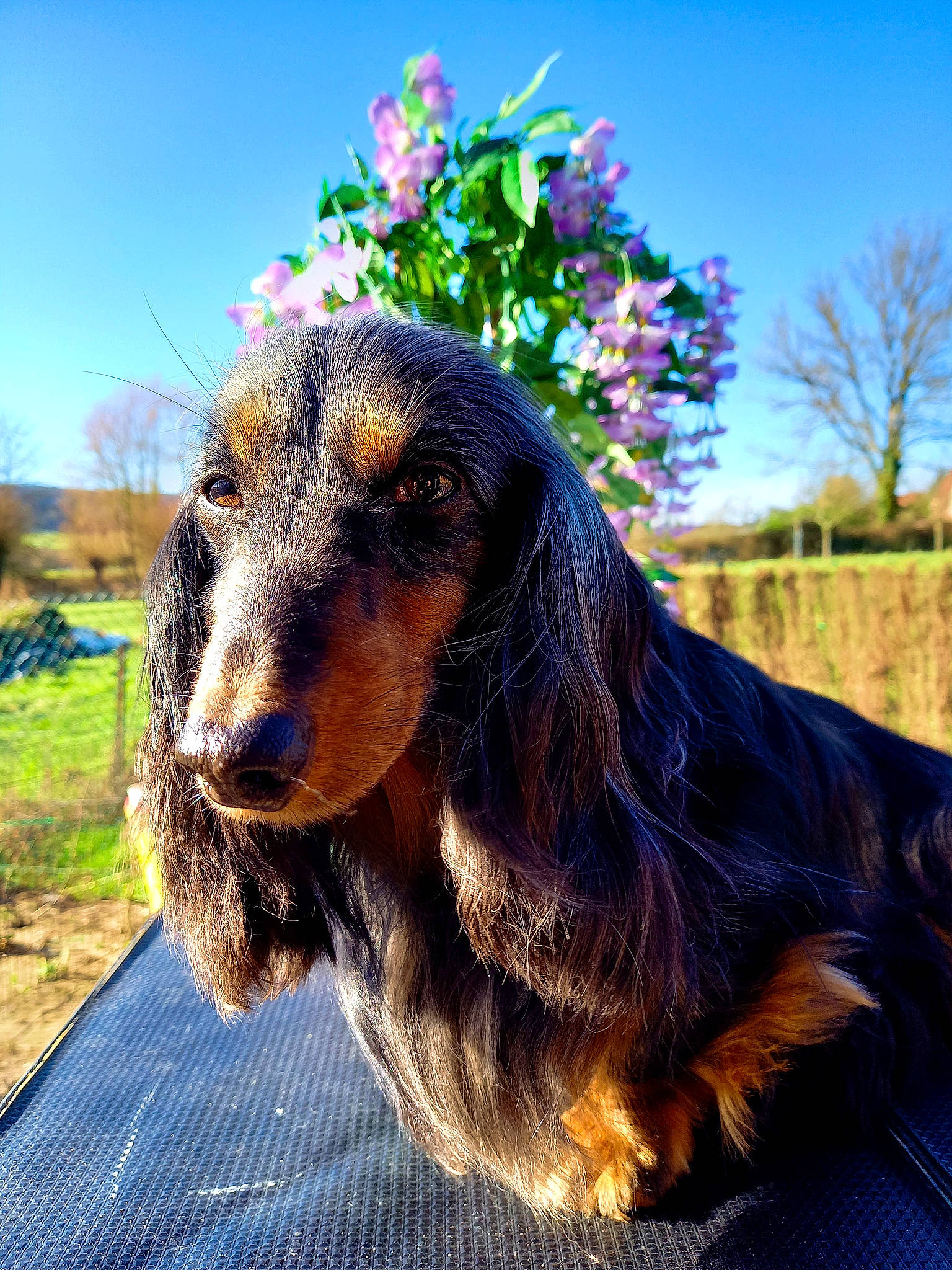 Julia participe au concours pour gagner de l'argent avec cette photo : canidae, carnivore, companion_dog, dog, dog_breed, electric_blue, fawn, flower, fur, grass, happy, hat, liver, plant, sky, snout, sporting_group, tree, whiskers, working_animal