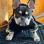 Pluto Hendrixx is registered to the contest to win money with this photo: dog, french_bulldog, pet, black_jacket, fendi, romantic, indoor, mat, wood_floor, wooden_door, cute, small_dog, sitting, fur, animal, portrait, looking, ears_up, expression, fashion