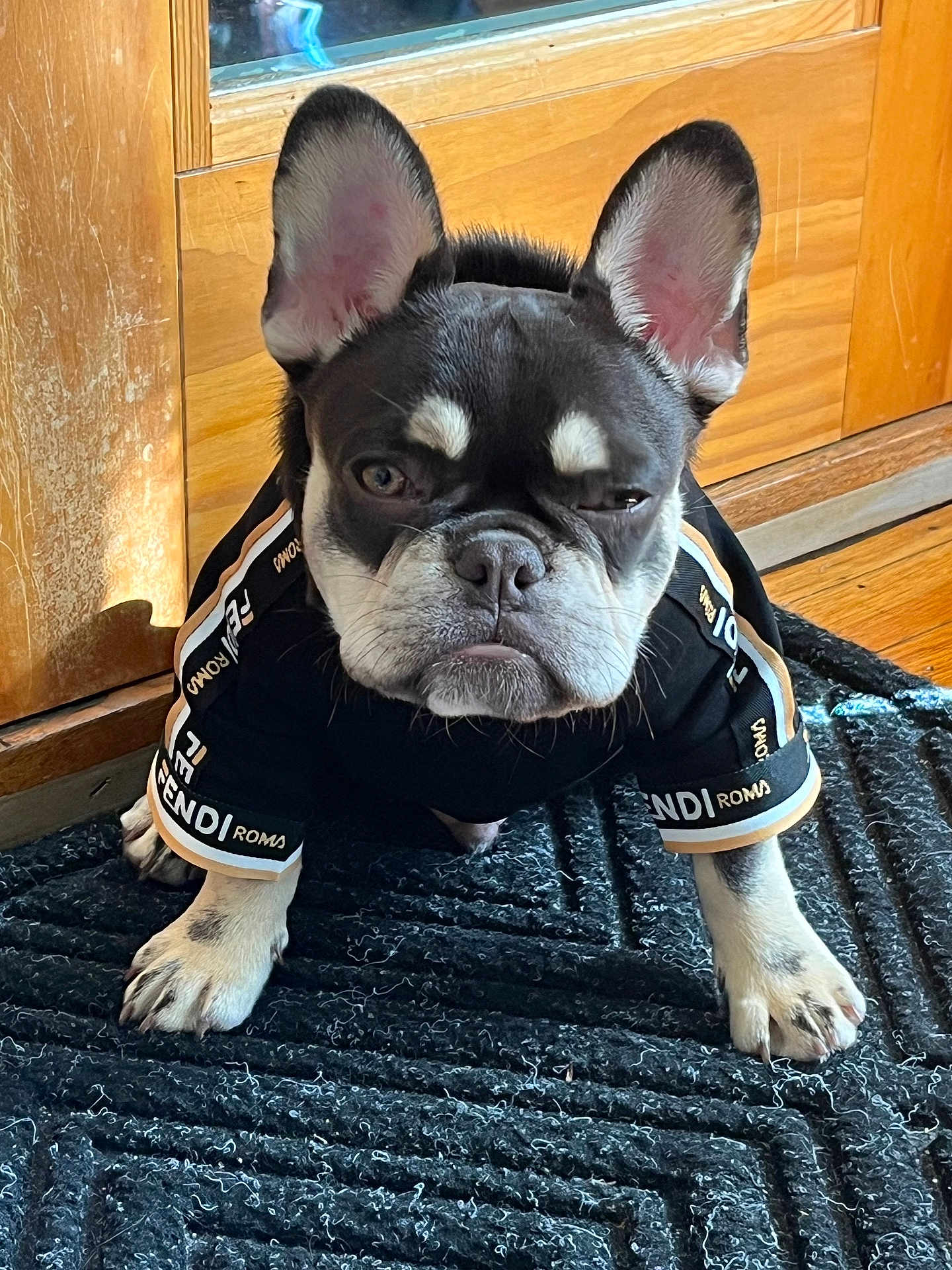Pluto Hendrixx is registered to the contest to win money with this photo: dog, french_bulldog, pet, black_jacket, fendi, romantic, indoor, mat, wood_floor, wooden_door, cute, small_dog, sitting, fur, animal, portrait, looking, ears_up, expression, fashion