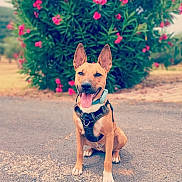 Nesta a rejoint le concours — aidez-le/la à gagner de superbes lots ! animal, canine, daylight, dog, ears, flower_bush, greenery, happy, harness, nature, outdoor, path, pavement, pet, pink_flowers, portrait, sitting, smiling, summer, tongue_out