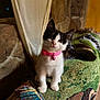 Pepper is registered to the contest to win money with this photo: kitten, cat, black_and_white, collar, bell, pet, curious, feline, indoor, blanket, woven, colorful, furniture, head_tilt, cute, young, animal, portrait, cozy, domestic