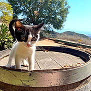 Pepper joined the competition — help win amazing prizes! kitten, cat, black_and_white, barrel, outdoor, nature, tree, hill, sky, sunlight, curious, animal, pet, wood, rustic, young, whiskers, close_up, daylight, exploration
