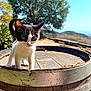 kitten, cat, black_and_white, barrel, outdoor, nature, tree, hill, sky, sunlight, curious, animal, pet, wood, rustic, young, whiskers, close_up, daylight, exploration