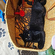 Alyzis a rejoint le concours — aidez-le/la à gagner de superbes lots ! black_cat, cat, basket, blanket, indoor, pet, animal, cozy, floor, food_bowl, potted_plant, mat, paw_prints, wooden_floor, relaxing, feline, domestic_animal, yellow_eyes, resting, home