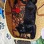 black_cat, cat, basket, blanket, indoor, pet, animal, cozy, floor, food_bowl, potted_plant, mat, paw_prints, wooden_floor, relaxing, feline, domestic_animal, yellow_eyes, resting, home