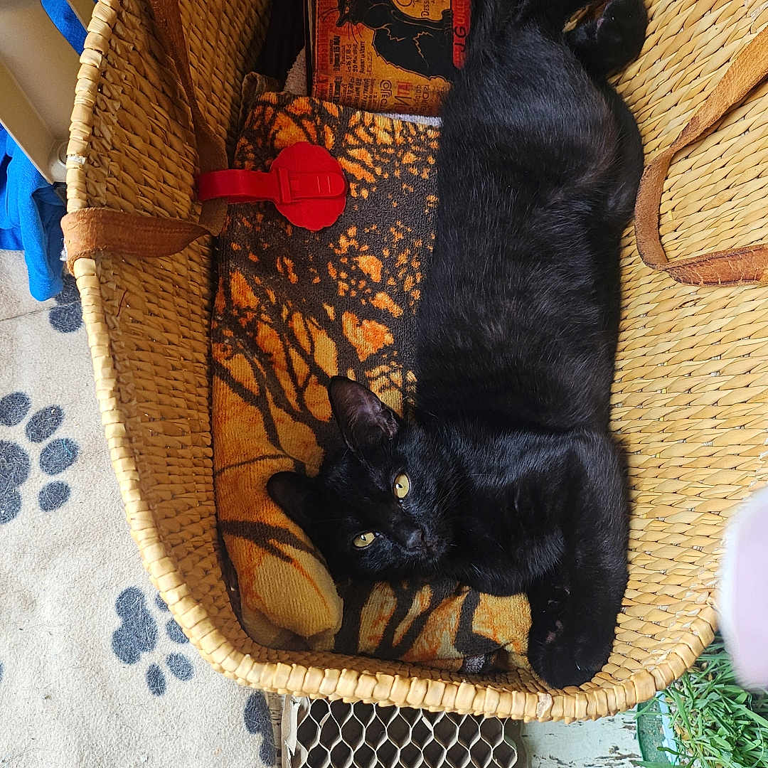 Alyzis a rejoint le concours — aidez-le/la à gagner de superbes lots ! animal, basket, black_cat, blanket, cat, cozy, domestic_animal, feline, floor, food_bowl, home, indoor, mat, paw_prints, pet, potted_plant, relaxing, resting, wooden_floor, yellow_eyes