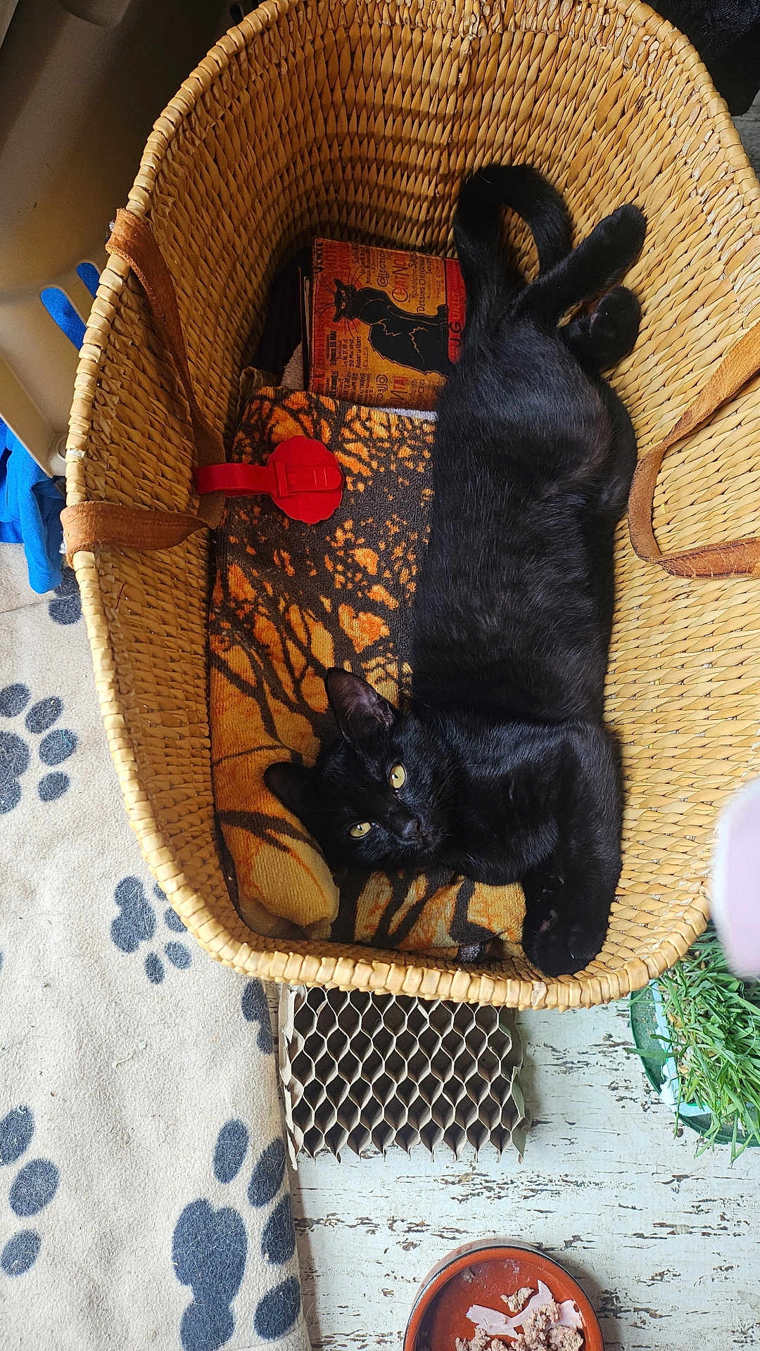 Alyzis a rejoint le concours — aidez-le/la à gagner de superbes lots ! black_cat, cat, basket, blanket, indoor, pet, animal, cozy, floor, food_bowl, potted_plant, mat, paw_prints, wooden_floor, relaxing, feline, domestic_animal, yellow_eyes, resting, home