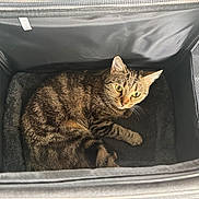 Mimi a rejoint le concours — aidez-le/la à gagner de superbes lots ! cat, tabby_cat, pet, carrier, cozy, cushion, eyes, whiskers, stripes, ears, paws, indoor, mesh, zipper, fabric, portrait, closeup, looking_up, soft_bed, relaxed