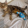 Mimi a rejoint le concours — aidez-le/la à gagner de superbes lots ! cat, tabby_cat, pet, bed, bedsheet, plush_toy, toy, blue_toy, whiskers, paws, stripes, eyes, indoor, looking_up, curious, relaxed, blanket, pillow, tail, fur