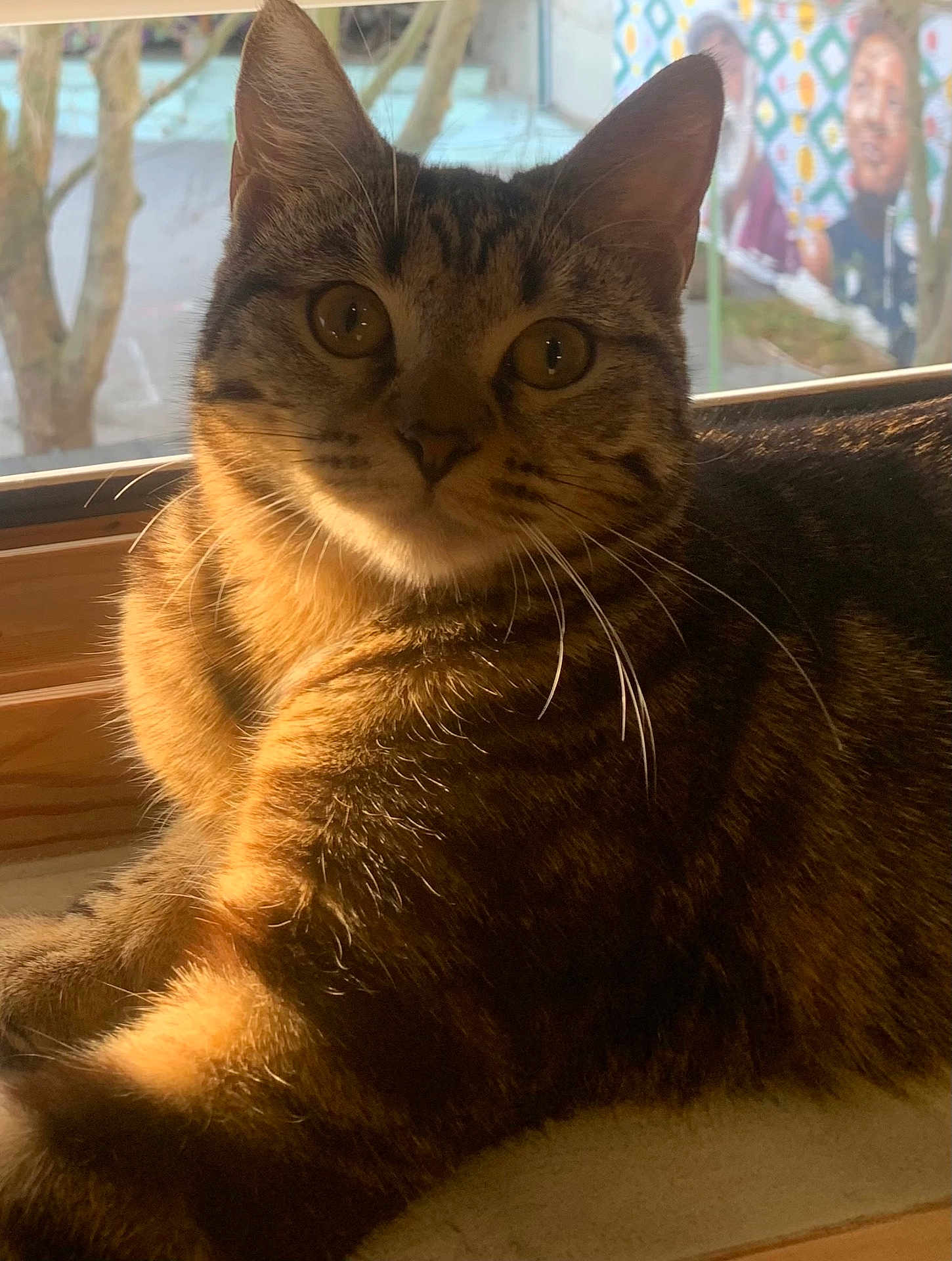 Mimi participe au concours pour gagner de l'argent avec cette photo : cat, tabby_cat, feline, pet, whiskers, ears, eyes, close_up, portrait, indoor, window, sunlight, cozy, fur, sitting, curious, muzzle, home_interior, warm_light, relaxed