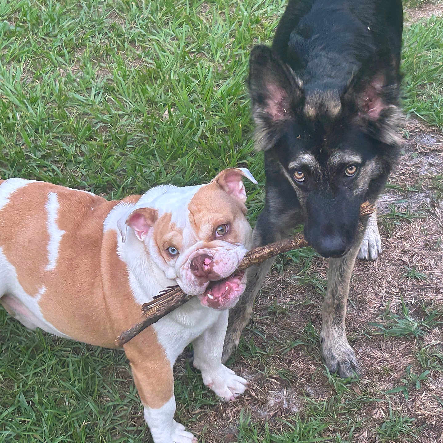 Shelley And Rocky joined the competition — help win amazing prizes! animal, black, brown, bulldog, canine, dog, ears, eyes, friendship, fur, german_shepherd, grass, nature, outdoor, pet, playful, stick, tug_of_war, two_dogs, white