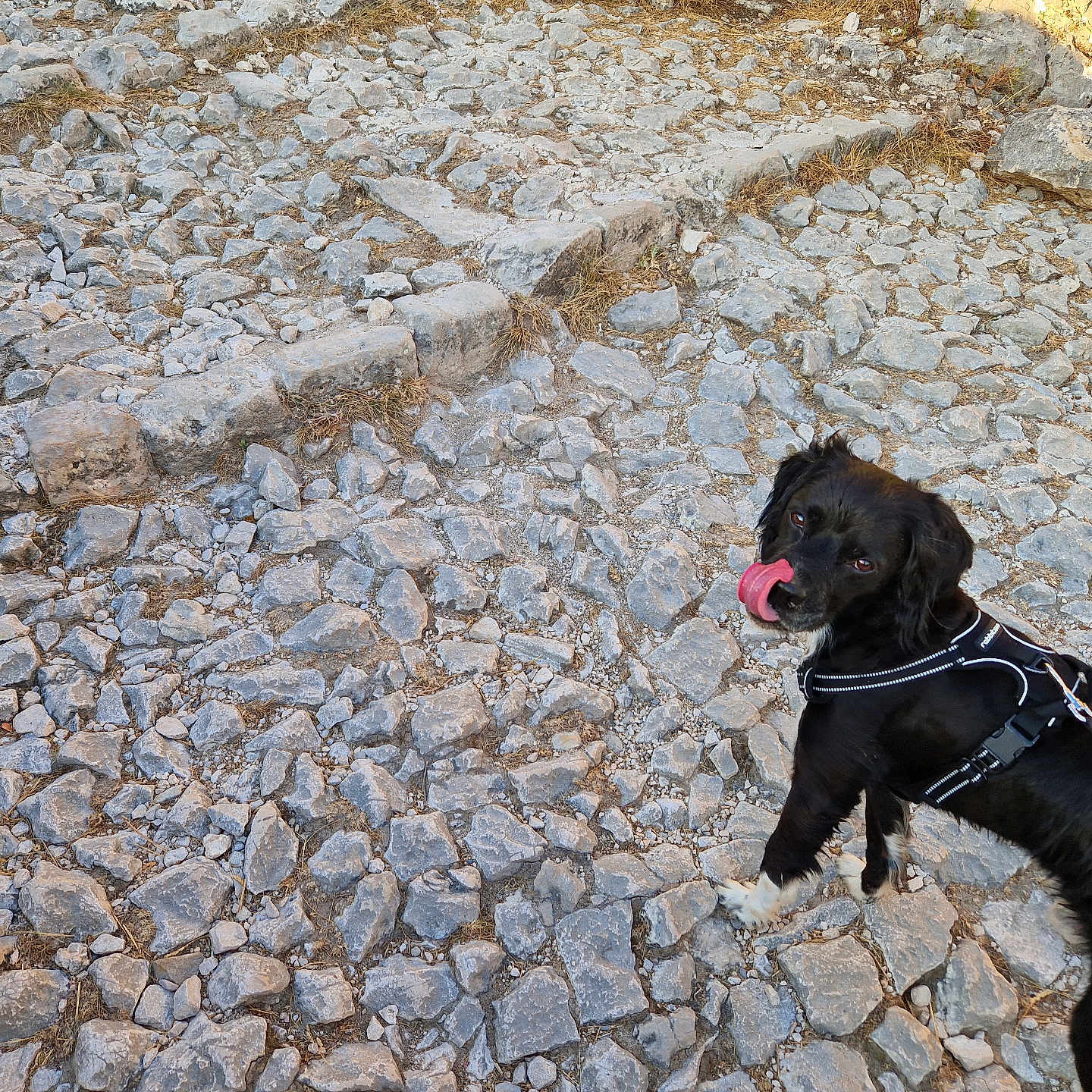 Shadow participe au concours pour gagner de l'argent avec cette photo : accessories, animal, bodypart, canine, cobblestone, dog, flagstone, gravel, hound, labradorretriever, leash, path, pebble, pet, puppy, road, rock, slate, strap, walkway