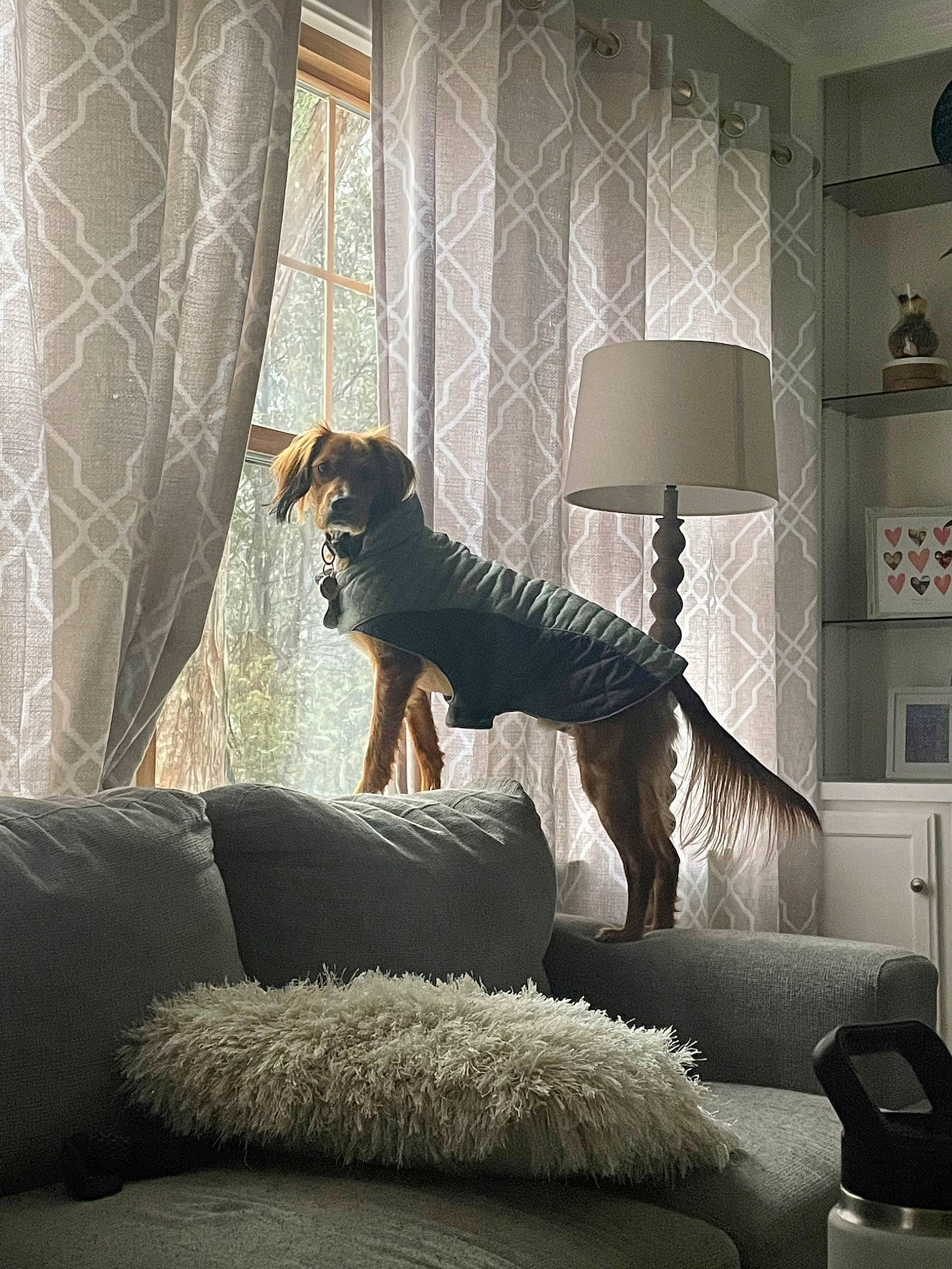 Cooper joined the competition — help win amazing prizes! black, carnivore, comfort, companion_dog, couch, dog, dog_breed, floor, flooring, furniture, grey, interior_design, lamp, living_room, pillow, shade, studio_couch, textile, window, wood