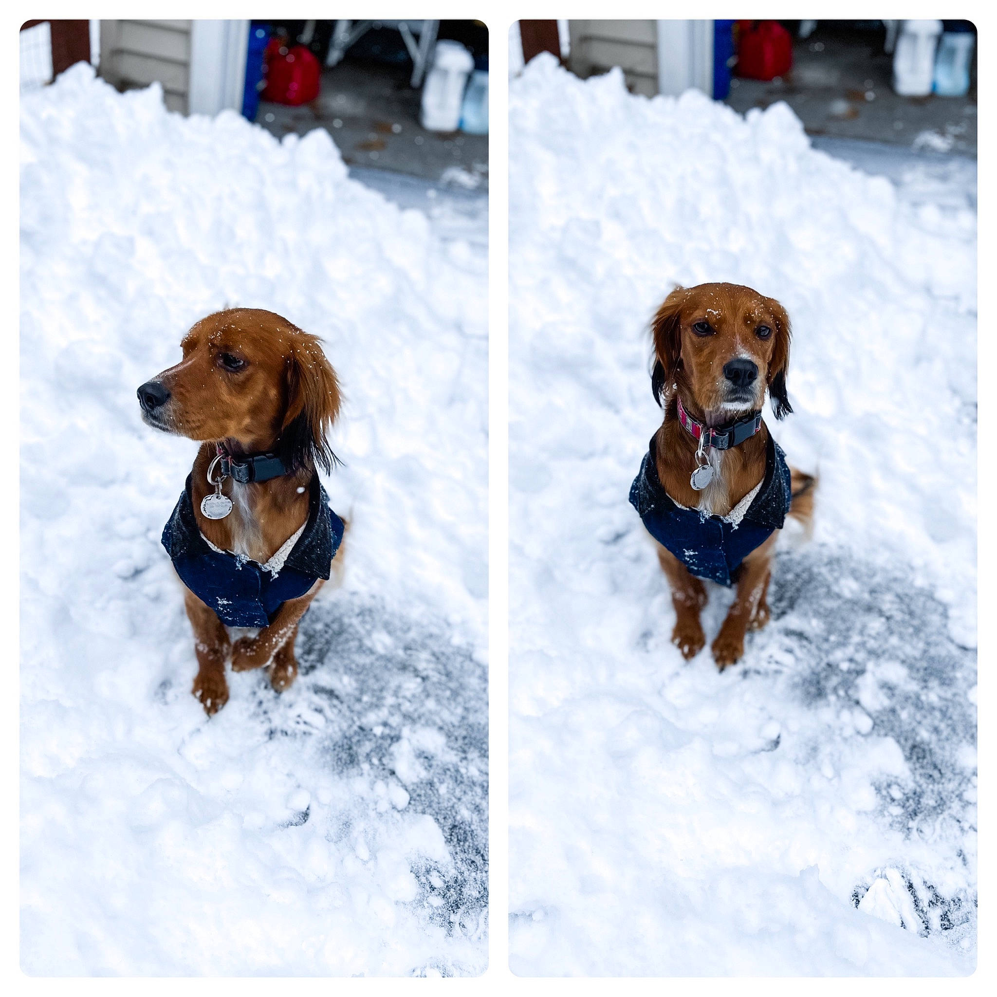 Cooper joined the competition — help win amazing prizes! canidae, carnivore, collar, companion_dog, dog, dog_breed, dog_collar, dog_supply, fawn, fur, leash, liver, pet_supply, recreation, snout, snow, sporting_group, winter, working_animal, working_dog