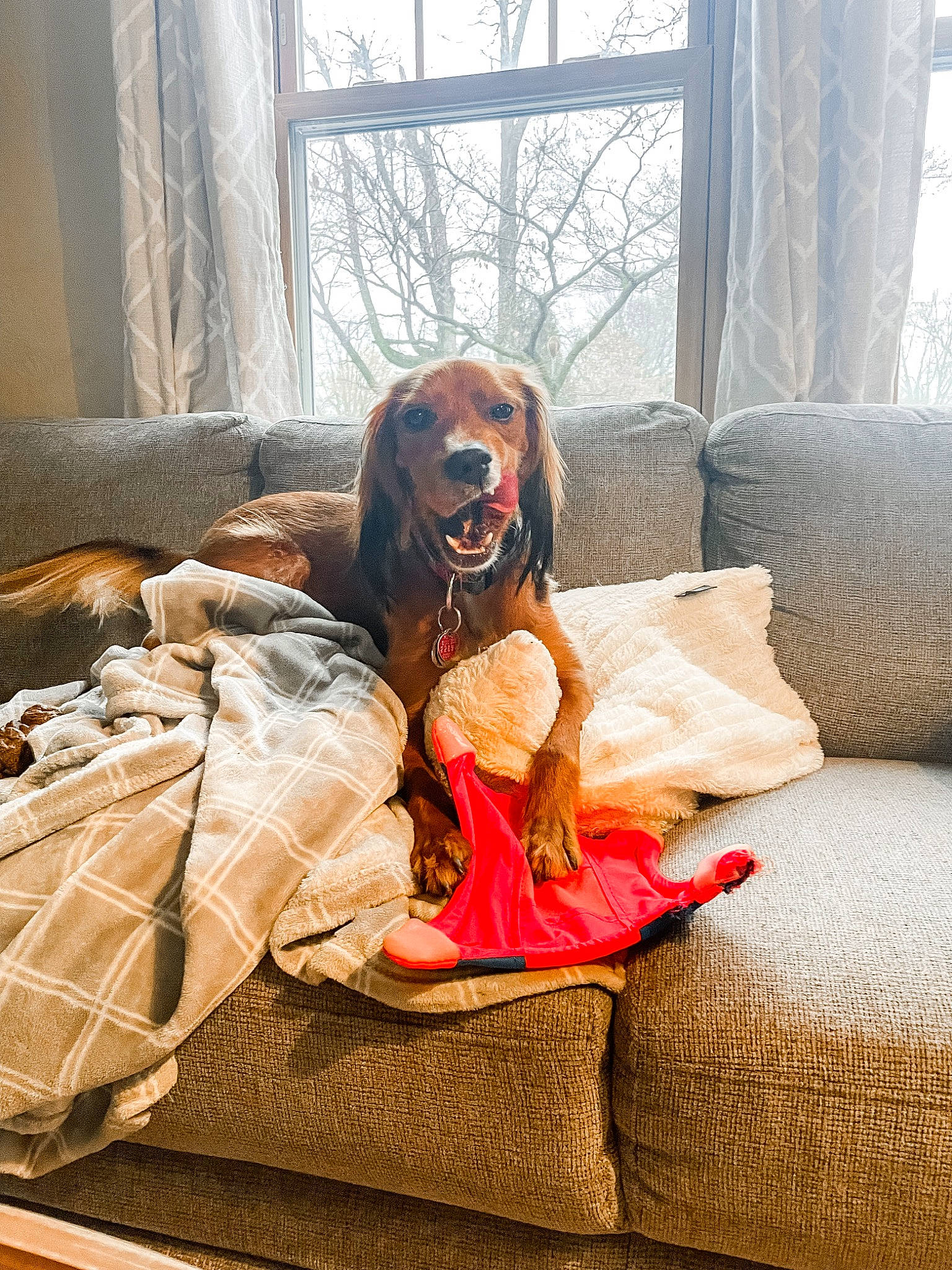 Cooper is registered to the contest to win money with this photo: bed_sheet, bedding, bedroom, canidae, carnivore, comfort, companion_dog, dog, dog_breed, dog_supply, fawn, flooring, linens, liver, pillow, sporting_group, toy, window, wood, working_animal