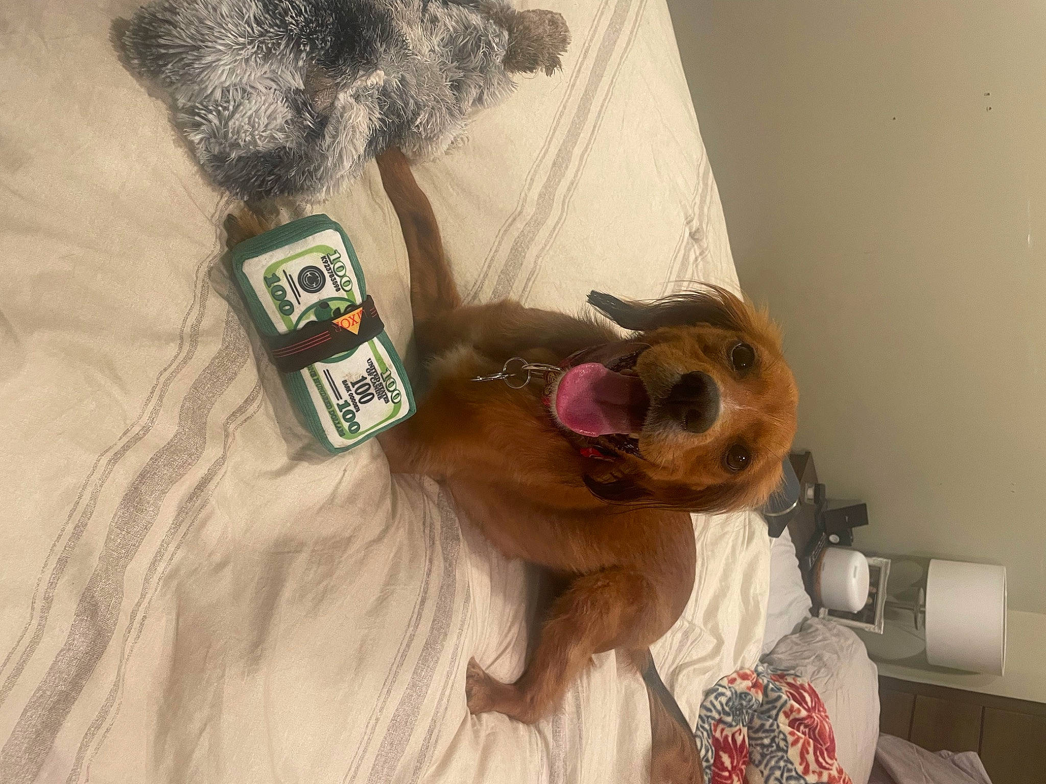 Cooper is registered to the contest to win money with this photo: audio_equipment, canidae, carnivore, comfort, companion_dog, eyewear, fawn, felidae, fur, hair_coloring, linens, moustache, room, selfie, stuffed_toy, sunglasses, tail, textile, toy, whiskers