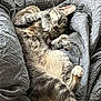 cat, feline, pet, sleeping, relaxed, quilt, blanket, bed, fur, paw, whiskers, domestic_animal, cozy, resting, animal, cute, indoor, soft, gray, striped