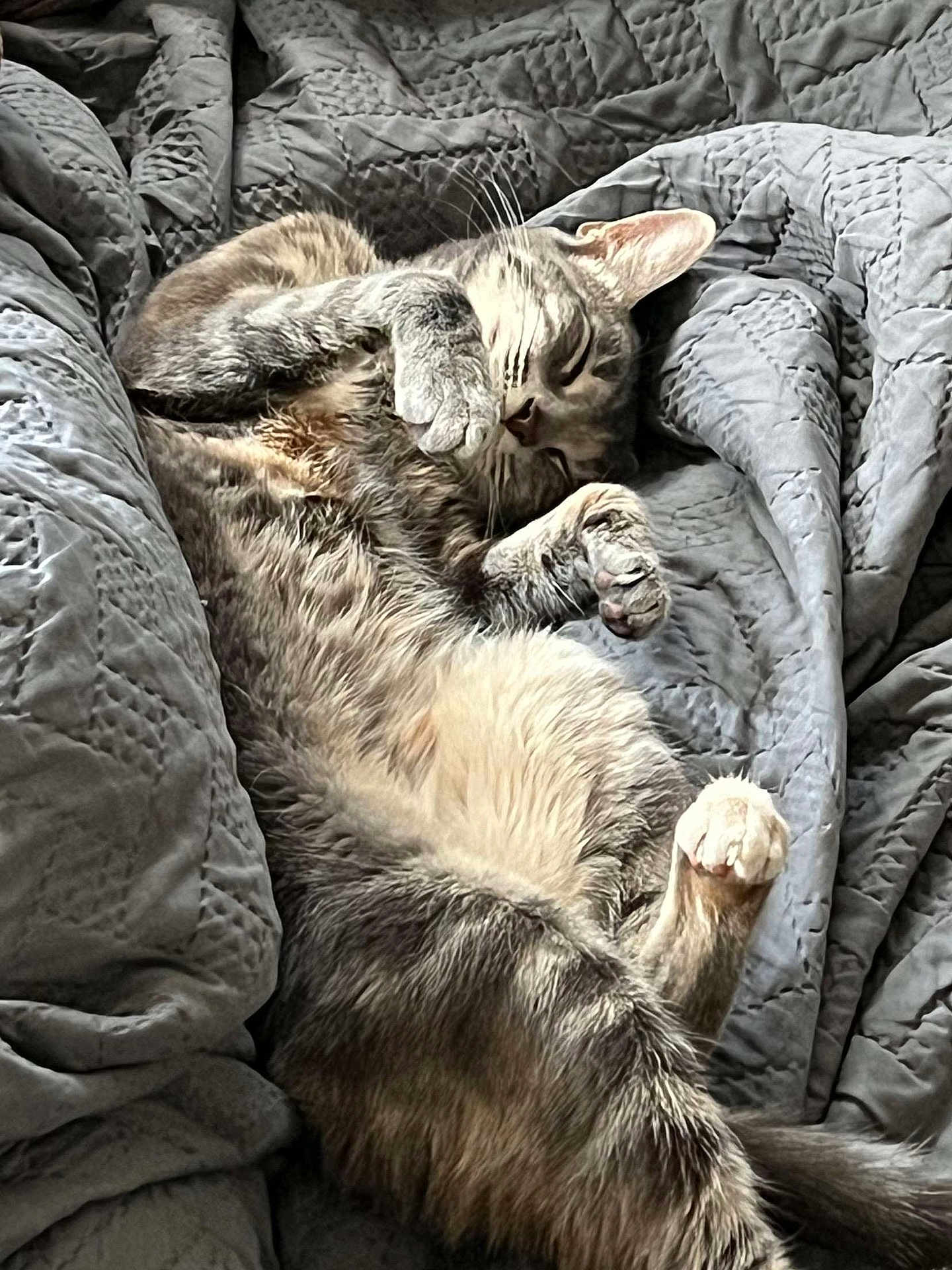 Luna Arabella joined the competition — help win amazing prizes! cat, feline, pet, sleeping, relaxed, quilt, blanket, bed, fur, paw, whiskers, domestic_animal, cozy, resting, animal, cute, indoor, soft, gray, striped