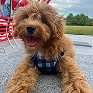 Hank is registered to the contest to win money with this photo: dog, puppy, shaggy_fur, curly_fur, brown_dog, happy, smiling, tongue_out, black_nose, harness, checkered_harness, front_paws, lying_down, outdoor, park, amusement_park, red_structure, grass, cloudy_sky, portrait