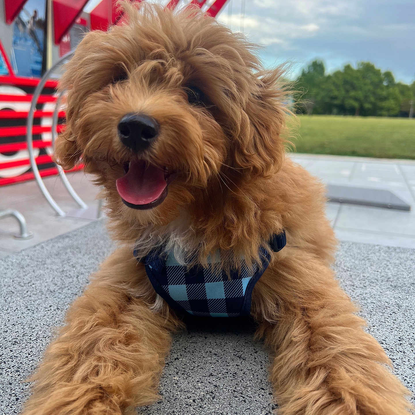 Hank is registered to the contest to win money with this photo: dog, puppy, shaggy_fur, curly_fur, brown_dog, happy, smiling, tongue_out, black_nose, harness, checkered_harness, front_paws, lying_down, outdoor, park, amusement_park, red_structure, grass, cloudy_sky, portrait