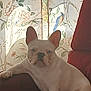April Marie joined the competition — help win amazing prizes! animal, armchair, blue_eyes, cozy, curtain, cute, dog, domestic, floral_pattern, french_bulldog, furniture, home, indoor, pet, portrait, relaxed, seated, sunlight, white_dog, window