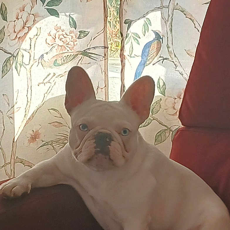 April Marie joined the competition — help win amazing prizes! animal, armchair, blue_eyes, cozy, curtain, cute, dog, domestic, floral_pattern, french_bulldog, furniture, home, indoor, pet, portrait, relaxed, seated, sunlight, white_dog, window