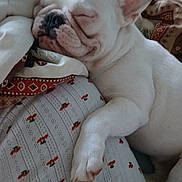 April Marie is registered to the contest to win money with this photo: animal, blanket, closeup, cozy, cute, dog, domestic_animal, french_bulldog, fur, indoor, napping, pattern, paw, pet, puppy, relaxed, resting, sleeping, snuggled, white_dog