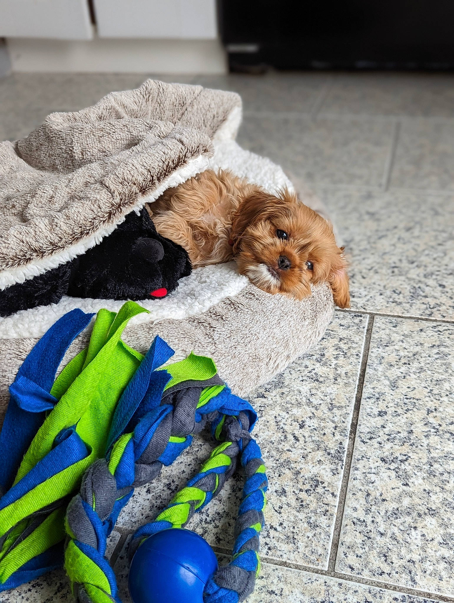 Holly joined the competition — help win amazing prizes! companion_dog, dog_breed, electric_blue, fashion_accessory, felidae, flooring, fur, knitting, linens, pattern, road_surface, small_to_medium_sized_cats, stuffed_toy, thread, toy, whiskers, winter, wool, woolen, woven_fabric