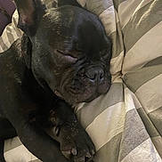 Stitch a rejoint le concours — aidez-le/la à gagner de superbes lots ! dog, sleeping, black_dog, blanket, striped, cozy, paw, pet, indoors, resting, snout, canine, fur, closeup, relaxed, animal, bed, soft, ear, napping