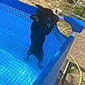 Stitch a rejoint le concours — aidez-le/la à gagner de superbes lots ! dog, black_dog, pool, blue_pool, outdoor, garden, hose, small_dog, pet, animal, water, summer, sunlight, fence, person, grass, gravel, playing, curious, standing