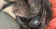 Stitch a rejoint le concours — aidez-le/la à gagner de superbes lots ! dog, french_bulldog, headphones, brindle, couch, pillow, blanket, indoor, pet, animal, closeup, laying_down, fur, ears, snout, relaxed, domestic_animal, companion, portrait, cute