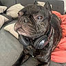 dog, french_bulldog, headphones, brindle, couch, pillow, blanket, indoor, pet, animal, closeup, laying_down, fur, ears, snout, relaxed, domestic_animal, companion, portrait, cute