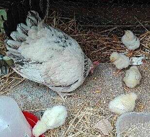 Poussy participe au concours pour gagner de l'argent avec cette photo : bird, chicken, egg, galliformes, pigeons_and_doves