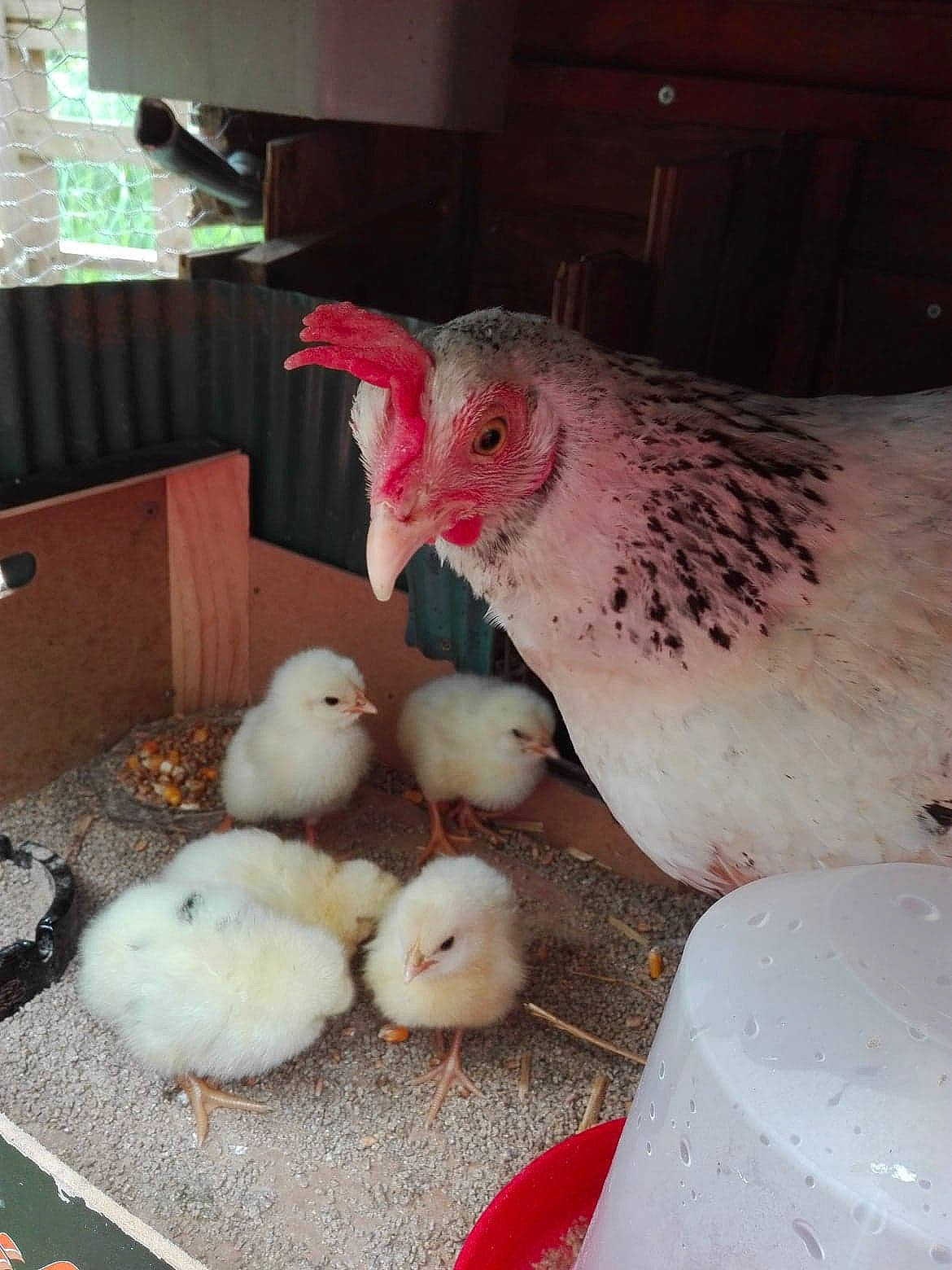 Poussy a rejoint le concours — aidez-le/la à gagner de superbes lots ! adaptation, beak, bird, chicken, chicken_coop, comb, fowl, galliformes, livestock, poultry, rooster