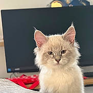 Joey participe au concours pour gagner de l'argent avec cette photo : kitten, cat, fluffy, cream_color, pet, indoor, television, furniture, close_up, cute, animal, young_cat, whiskers, ears, fur, home, domestic, portrait, looking, sitting
