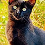 black_cat, cat, animal, pet, feline, outdoor, nature, greenery, fur, whiskers, ears, eyes, portrait, closeup, sunlight, curious, mammal, wildlife, cute, domestic