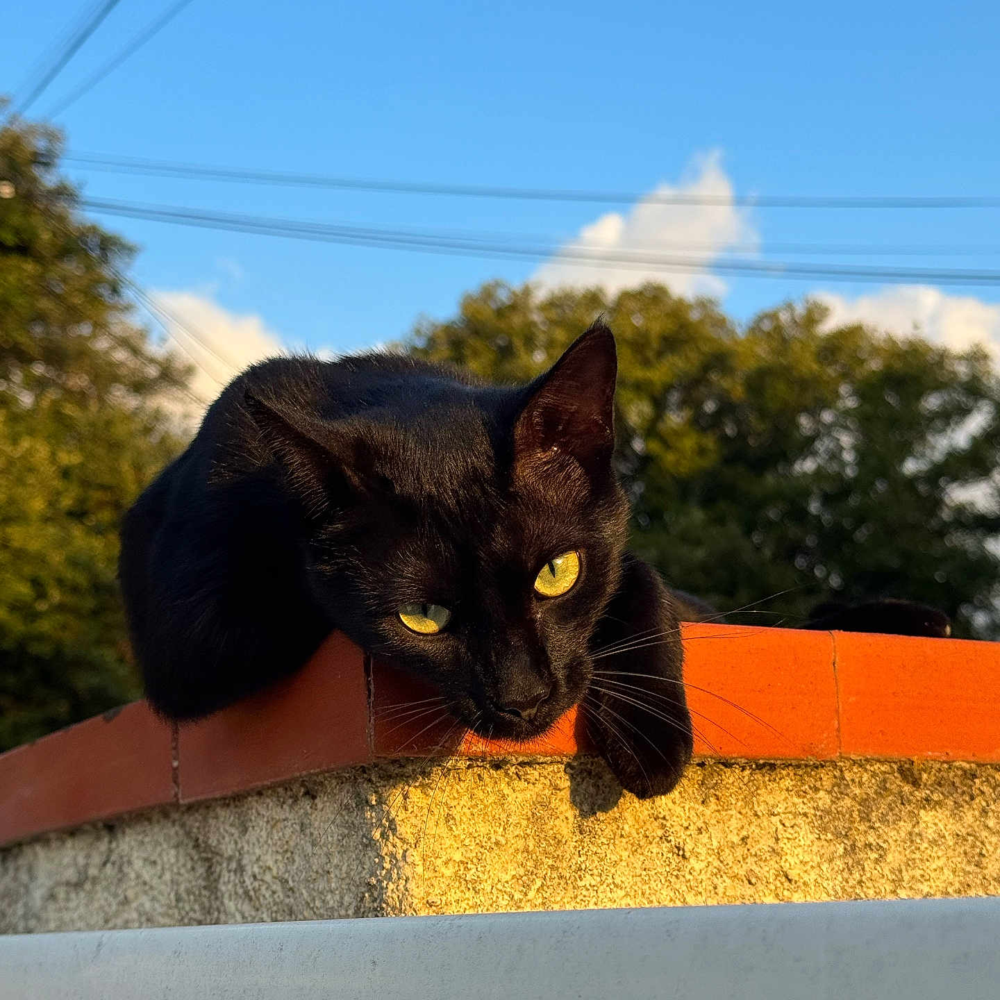 Jacques-Henry a rejoint le concours — aidez-le/la à gagner de superbes lots ! animal, black_cat, brick_wall, cat, curious, daylight, ears, feline, mammal, nature, outdoor, pet, portrait, relaxed, resting, sky, sunlight, trees, whiskers, yellow_eyes