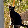 cat, black_cat, animal, outdoor, wood, sunlight, nature, greenery, bokeh, pet, feline, curious, portrait, sitting, daylight, ears, tail, wooden_beam, closeup, fur