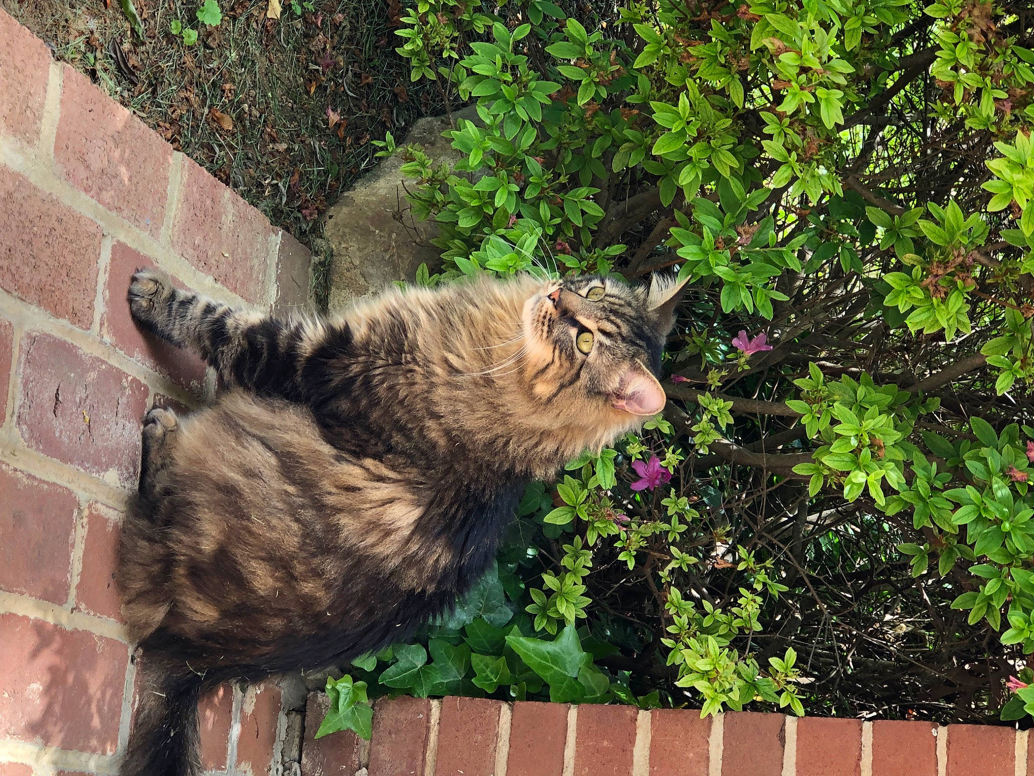 Tucker joined the competition — help win amazing prizes! brick, brickwork, carnivore, cat, claw, domestic_short_haired_cat, fawn, felidae, fur, grass, groundcover, plant, road_surface, shrub, small_to_medium_sized_cats, snout, tail, terrestrial_animal, whiskers, wood