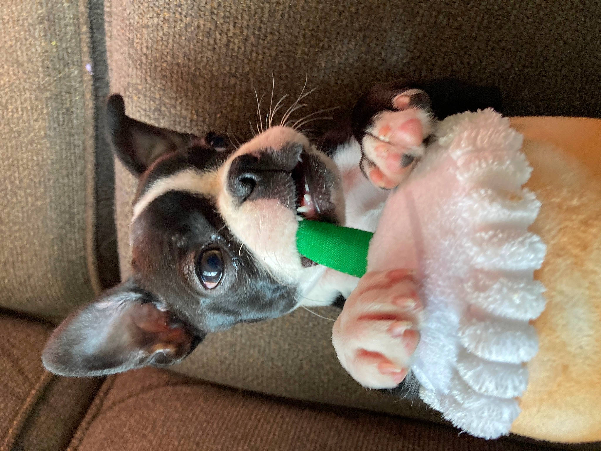 Bliss is registered to the contest to win money with this photo: boston_terrier, canidae, carnivore, companion_dog, dog, dog_breed, ear, fawn, french_bulldog, non_sporting_group, puppy, snout, toy_fox_terrier