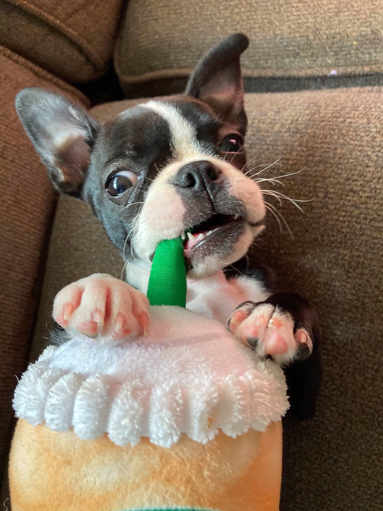 Bliss joined the competition — help win amazing prizes! boston_terrier, canidae, carnivore, companion_dog, dog, dog_breed, dog_clothes, dog_collar, dog_supply, dog_toy, ear, fawn, french_bulldog, mammal, non_sporting_group, puppy, rare_breed_dog, snout, toy_bulldog, vertebrate