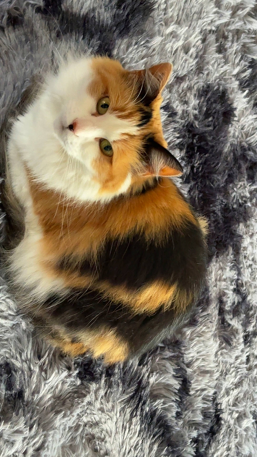 Nala